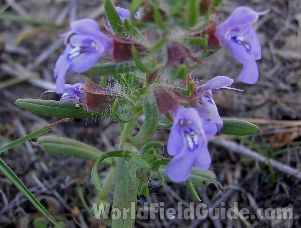 Top Of Plant in  Bloom<br>(Location of Picture: Lbj Grassland, Texas, USA, 2005)