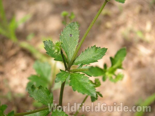 Leaves<br>(Location of Picture: Arbor Hills, Texas, USA, 2005)