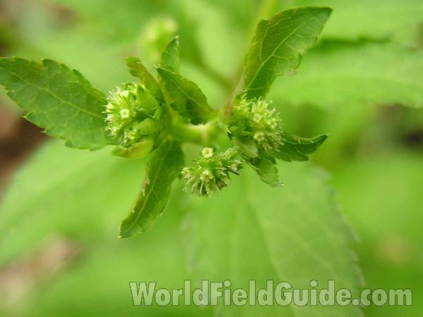 Top Of Plant in  Bloom #2<br>(Location of Picture: Arbor Hills, Texas, USA, 2005)