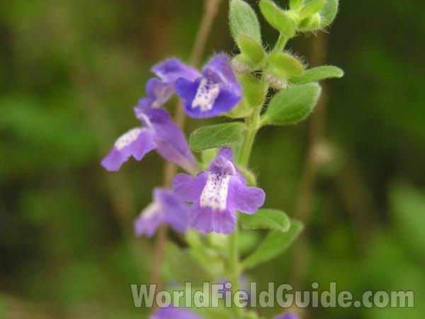 Flower - Front View<br>(Location of Picture: Lbj Grassland, Texas, USA, 2005)