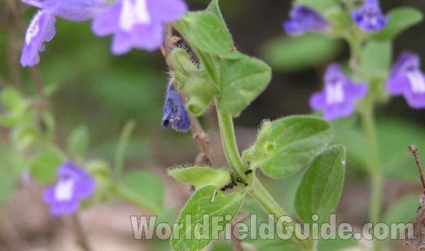 Stem and Leaves<br>(Location of Picture: Lbj Grassland, Texas, USA, 2005)