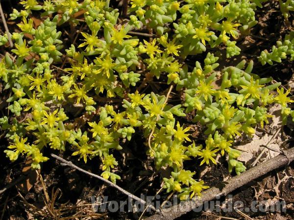 Habitat<br>(Location of Picture: Ft Richardson, Texas, USA, 2005)