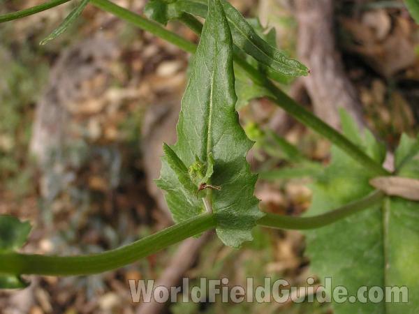 Clasping Leaf<br>(Location of Picture: Roadside In East Texas, USA, 2005)