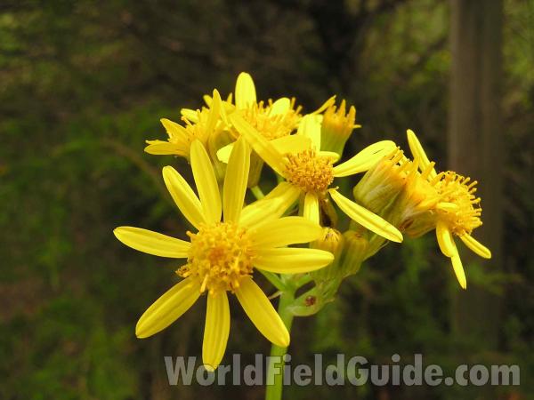 Flower Head - Side View<br>(Location of Picture: Roadside In East Texas, USA, 2005)