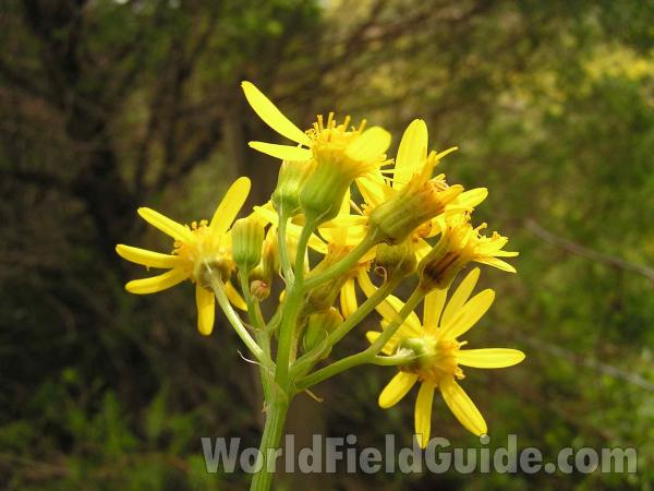 Flower Head - Rear View<br>(Location of Picture: Roadside In East Texas, USA, 2005)