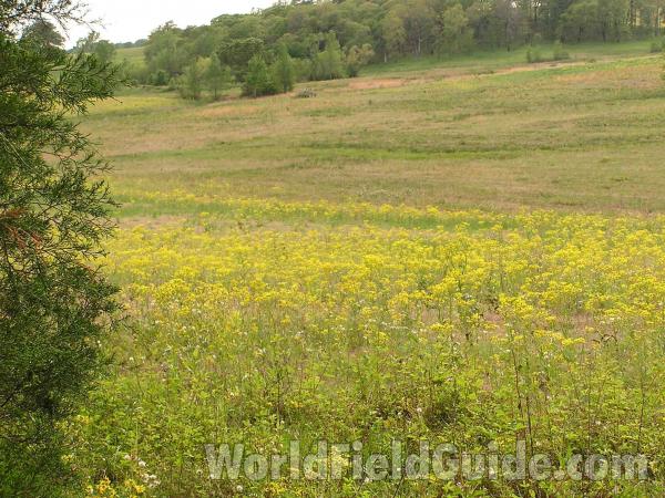Habitat - Field<br>(Location of Picture: Roadside In East Texas, USA, 2005)