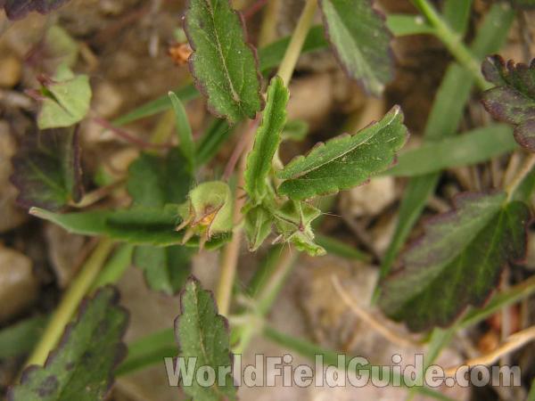 Leaves and Bud<br>(Location of Picture: Fort Worth, Texas, USA, 2005)
