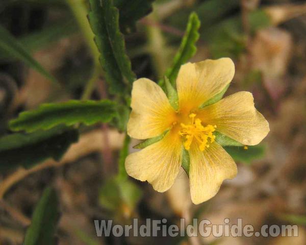 Flower<br>(Location of Picture: Fort Worth, Texas, USA, 2005)