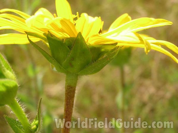 Flower - Side View<br>(Location of Picture: Corsicana, Texas, USA, 2005)