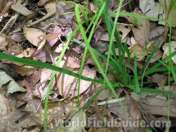 Leaves<br>(Location of Picture: San Augustine, East Texas, USA)