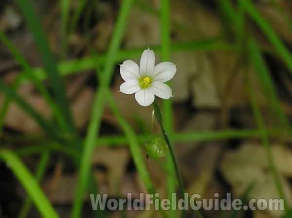 Flower<br>(Location of Picture: San Augustine, East Texas, USA)