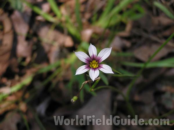 Flower - Top View<br>(Location of Picture: San Augustine, East Texas, USA, 05)