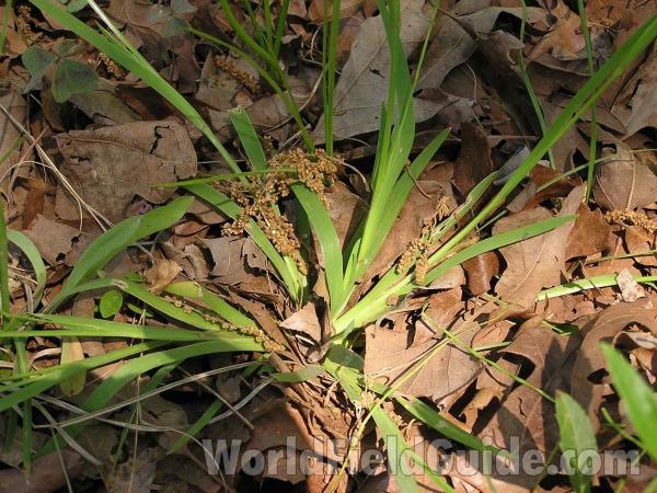 Leaves<br>(Location of Picture: San Augustine, East Texas, USA, 05)