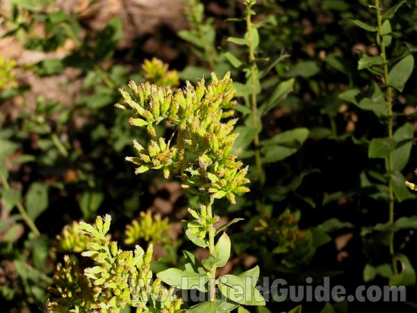 Top Of Plant<br>(Location of Picture: Ray Roberts, Texas, USA, 2005)