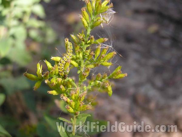 Top Of Plant With Larvae<br>(Location of Picture: Ray Roberts, Texas, USA, 2005)