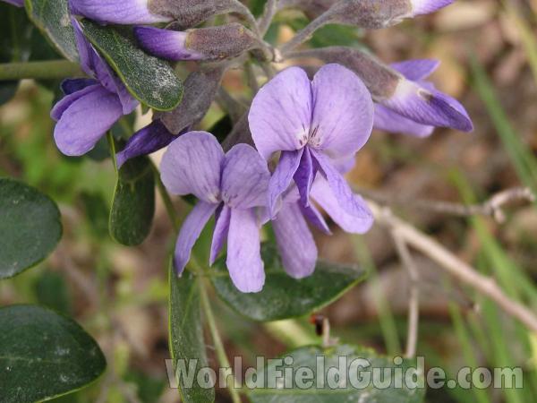 Flowers - Close View<br>(Location of Picture: Colorado Bend, Texas, USA, 05)