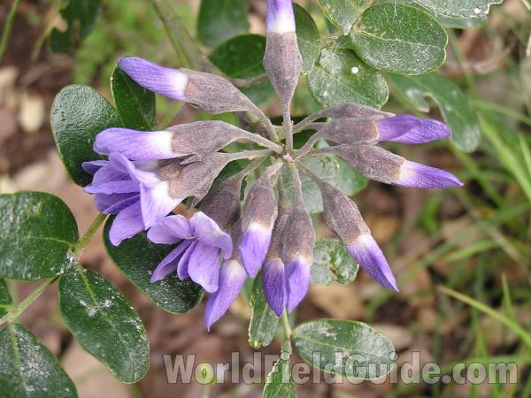 Flower Head<br>(Location of Picture: Colorado Bend, Texas, USA, 05)