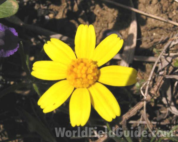 Flower - Front View<br>(Location of Picture: Lbj Grassland, Texas, USA, 2005)