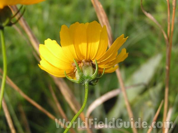 Flower - Back View<br>(Location of Picture: Oakmont Park, Texas, USA, 2005)