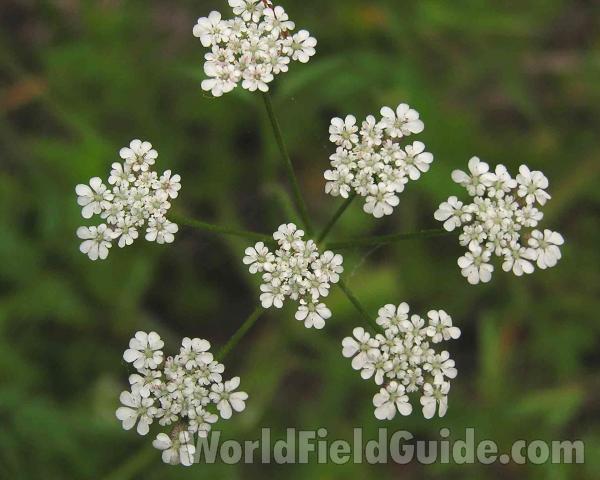 Umbel - Top View<br>(Location of Picture: Arbor Hills, Texas, USA, 2005)