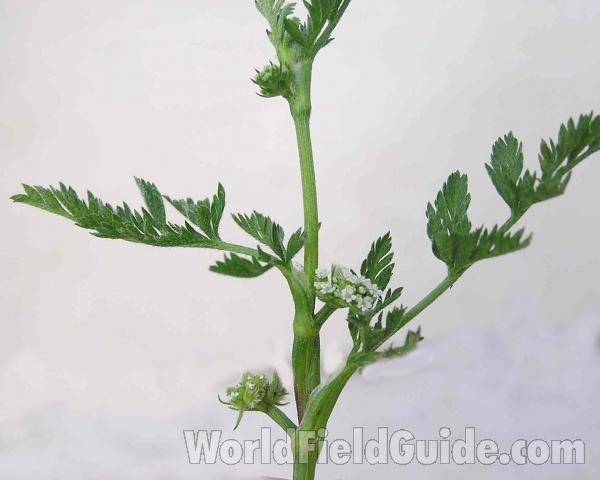 Stem and Leaves<br>(Location of Picture: Arbor Hills, Texas, USA, 2005)