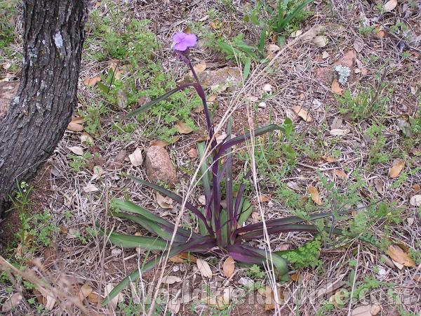 Habitat View<br>(Location of Picture: Ink Lake, Texas, USA, 2005)