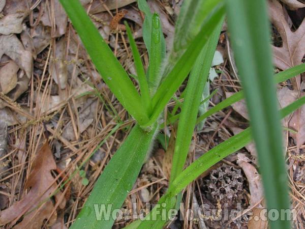 Leaves<br>(Location of Picture: San Augustine, Texas, 2005)