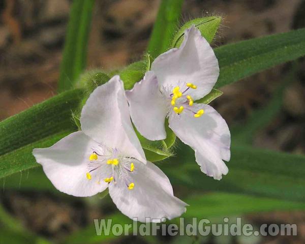 Flowers<br>(Location of Picture: San Augustine, Texas, 2005)