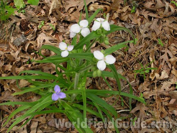 Silhouette<br>(Location of Picture: San Augustine, Texas, 2005)