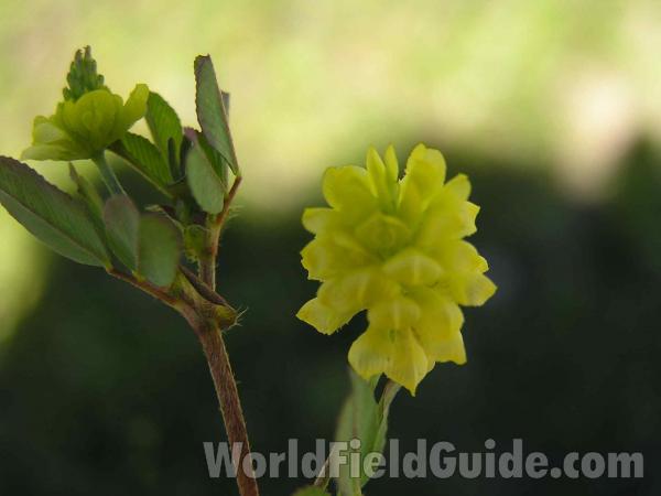 Top Of Plant in  Bloom<br>(Location of Picture: Texas, USA, 2005)