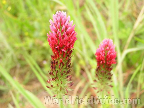 Flower Spike<br>(Location of Picture: Jo Pool Lake, Texas, USA, 2005)