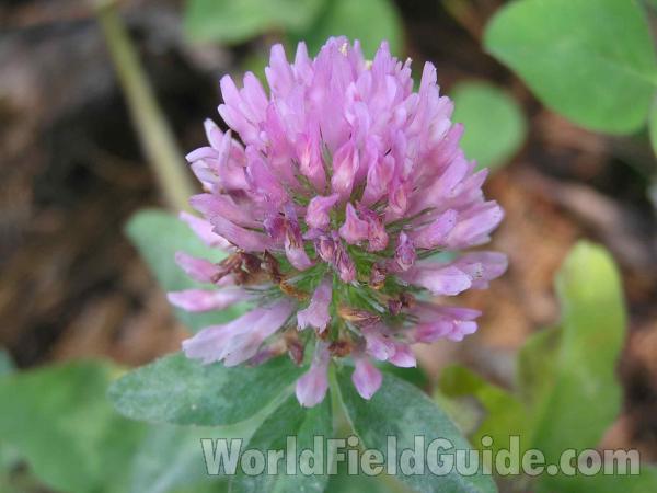 Flower Head<br>(Location of Picture: San Augustine, East Texas, USA)