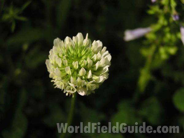 Flower Head<br>(Location of Picture: San Augustine, East Texas, USA, 05)