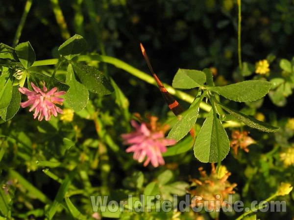 Leaves<br>(Location of Picture: San Augustine, East Texas, USA,  05)