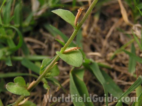 Stem and Leaves<br>(Location of Picture: Fort Worth, Texas, USA, 2005)
