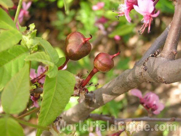 Fruit - View #2<br>(Location of Picture: Fossil Hill, Texas, USA, 2005)