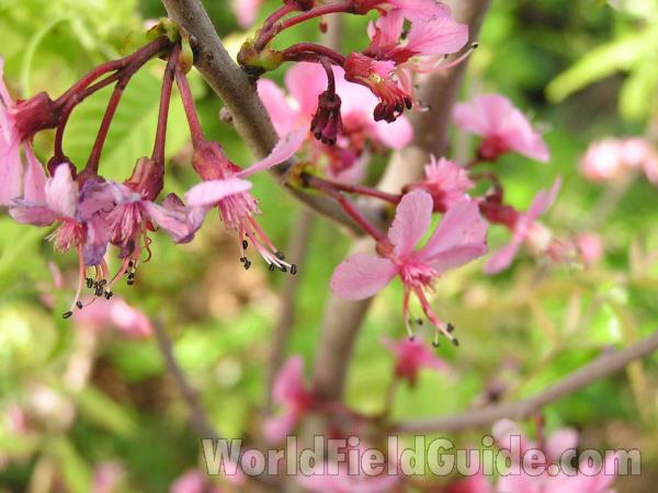 Flowers<br>(Location of Picture: Fossil Hill, Texas, USA, 2005)
