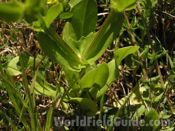 Stem and Leaves<br>(Location of Picture: Fossil Hill, Texas, USA, 2005)