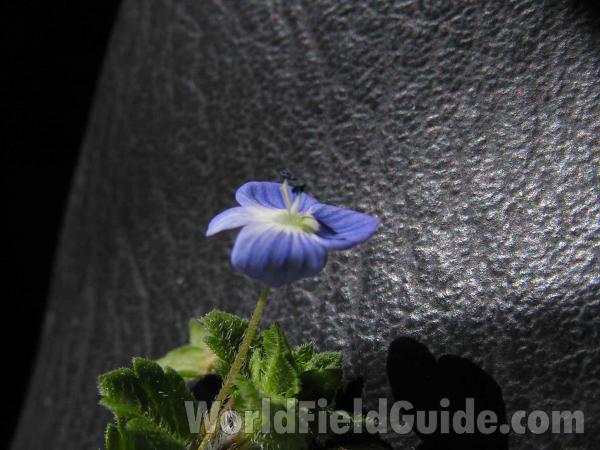 Top Of Plant in  Bloom<br>(Location of Picture: Stella Rowan, Fort Worth, Texas)