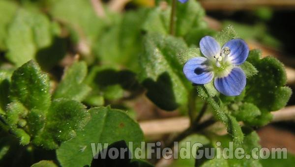 Top Of Plant in  Bloom<br>(Location of Picture: Tandy Hill, Texas, USA, 2005)