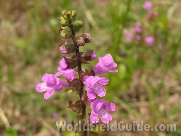 Raceme<br>(Location of Picture: Stella Rowan, Ft Worth, Texas, USA)