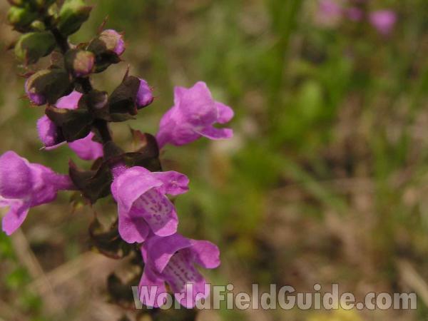 Flower - Close View<br>(Location of Picture: Stella Rowan, Ft Worth, Texas, USA)