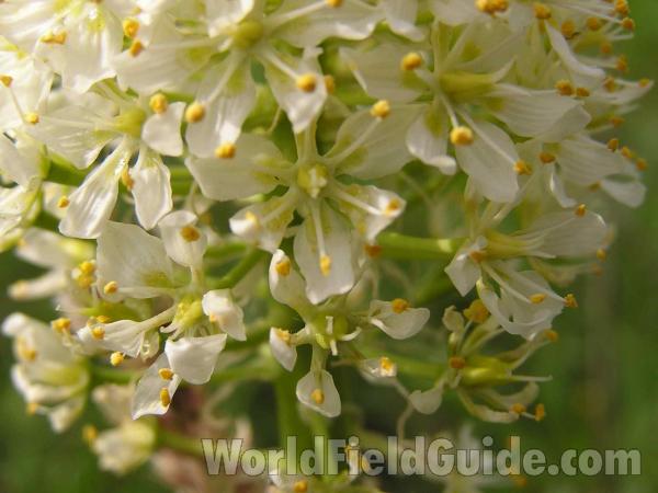Flowers<br>(Location of Picture: Lbj Grassland, Texas, USA, 2005)