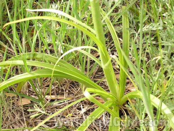 Basal Leaves<br>(Location of Picture: Lbj Grassland, Texas, USA, 2005)