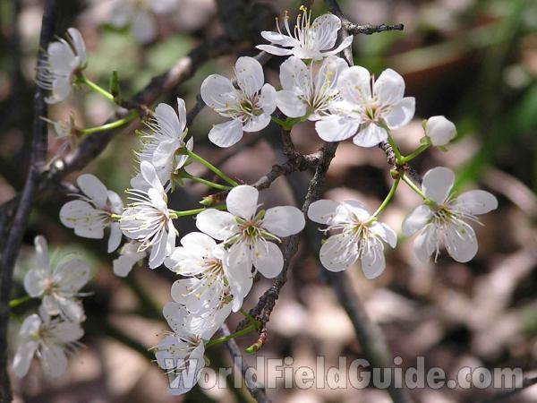 Flowers<br>(Location of Picture: Tandy Hills, Texas, USA 2005)
