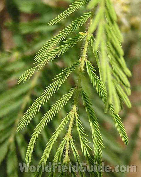 Leaf - Close View<br>(Location of Picture: Tandy Hills, Texas, 2006)
