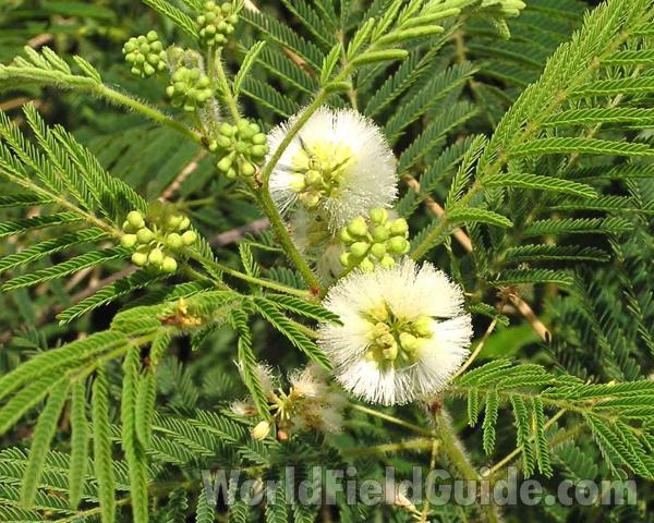 Flowers and Leaves<br>(Location of Picture: Tandy Hills, Texas, 2006)