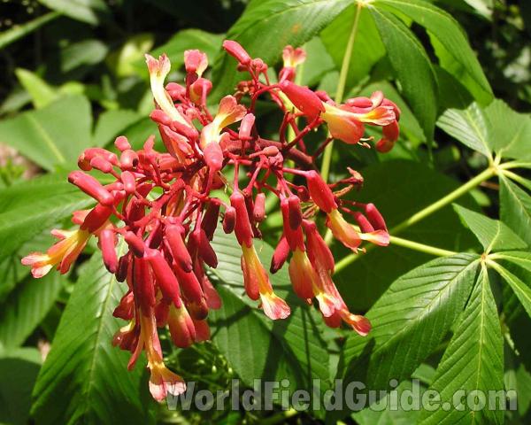 Flower Close Up View<br>(Location of Picture: Garden, Okanogan, Washington, USA)<br>(Location of Picture: Angelian Nf, Texas, 2006)