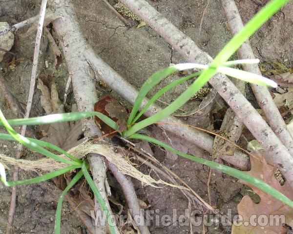 Basal Leaves<br>(Location of Picture: Stella Rowan, Texas, 2006)