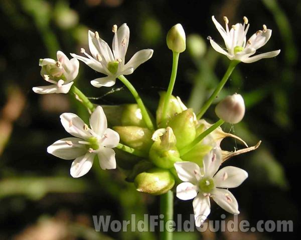 Flowers<br>(Location of Picture: Stella Rowan, Texas, 2006)